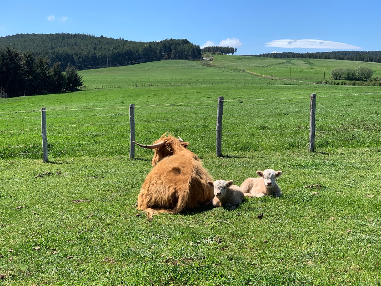 Highland Scozzesi - Allevamento sostenibile